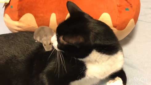 猫 ハムスター 仲良し もぐ まる