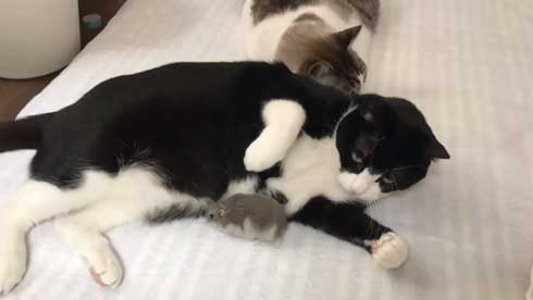 猫 ハムスター 仲良し もぐ まる