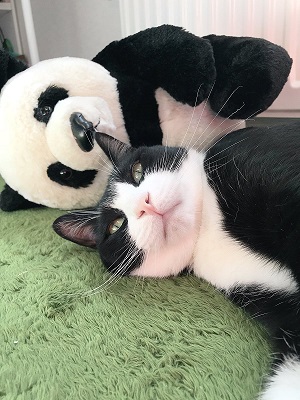 猫 ハムスター 仲良し もぐ まる