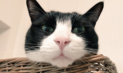 猫 ハムスター 仲良し もぐ まる