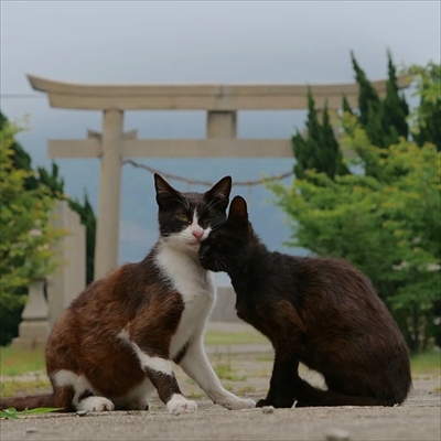 島猫さん