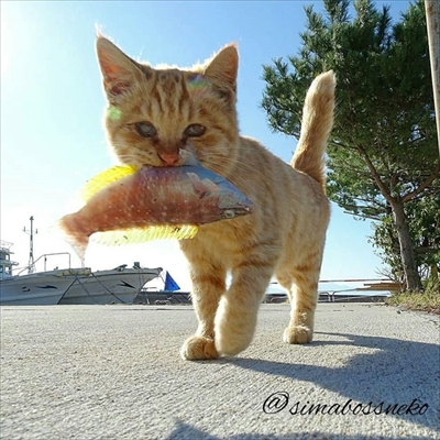 島猫さん