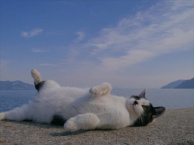 島猫さん