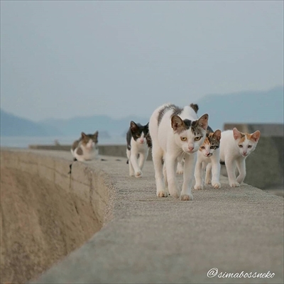 島猫さん