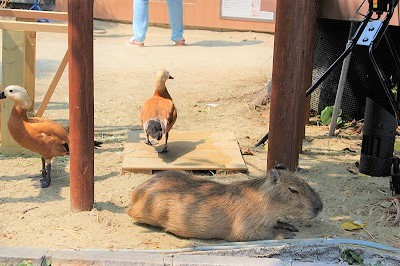 カワウソ握手会