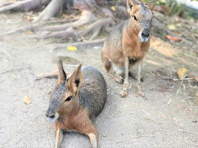 カワウソ握手会