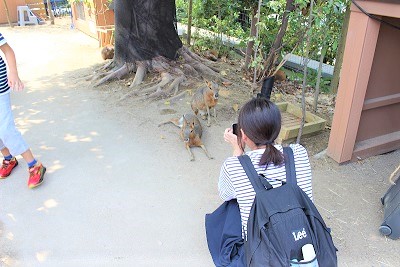 カワウソ握手会