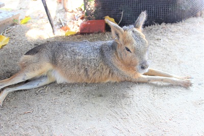 カワウソ握手会