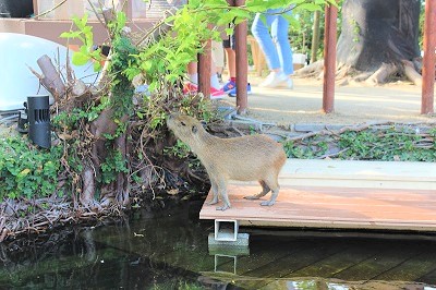 カワウソ握手会