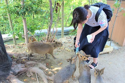 カワウソ握手会