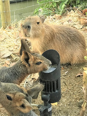 カワウソ握手会