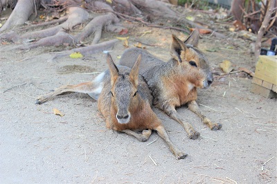 カワウソ握手会