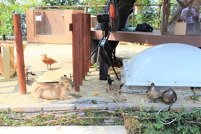 カワウソ握手会