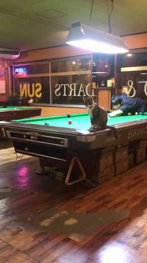 猫 ビリヤード 球 止める 渋いポケット 練習