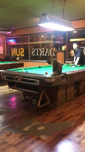 猫 ビリヤード 球 止める 渋いポケット 練習