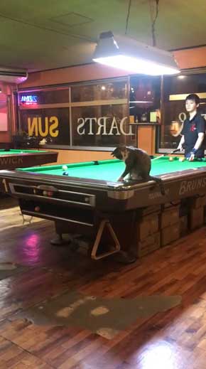猫 ビリヤード 球 止める 渋いポケット 練習