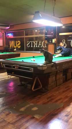 猫 ビリヤード 球 止める 渋いポケット 練習