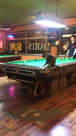 猫 ビリヤード 球 止める 渋いポケット 練習