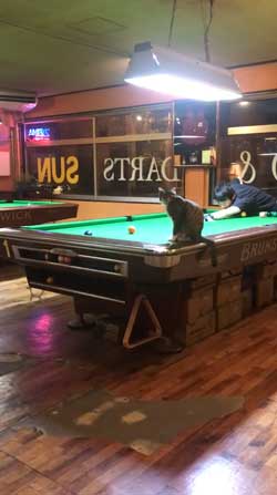 猫 ビリヤード 球 止める 渋いポケット 練習