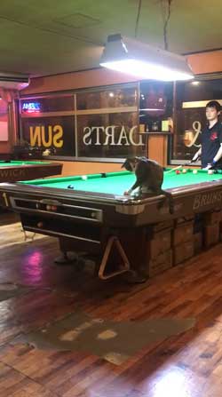 猫 ビリヤード 球 止める 渋いポケット 練習