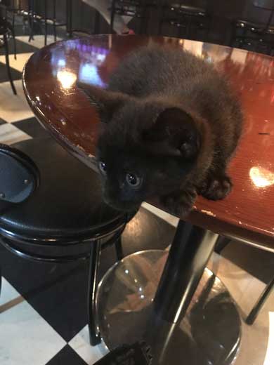 猫 ビリヤード 球 止める 渋いポケット 練習