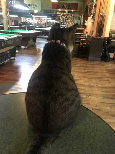 猫 ビリヤード 球 止める 渋いポケット 練習