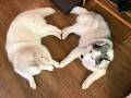ときにはケンカもするけれどとっても仲良し　あんよをくっつけてハートをふちどるハスキーのお昼寝