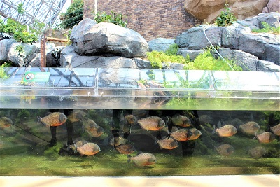 ピラニア水中フィーディング