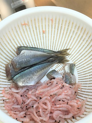 ピラニア水中フィーディング