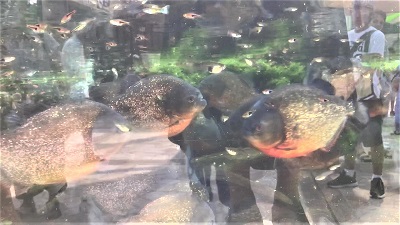 ピラニア水中フィーディング