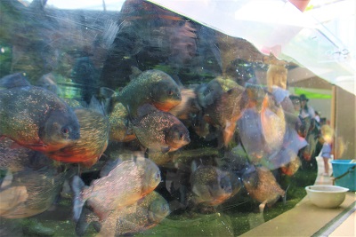 ピラニア水中フィーディング