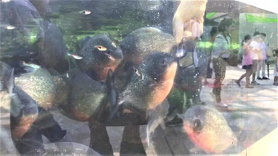 ピラニア水中フィーディング
