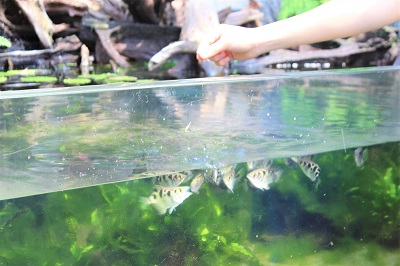 ピラニア水中フィーディング