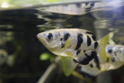 ピラニア水中フィーディング