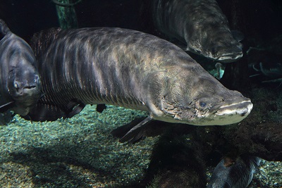 ピラニア水中フィーディング