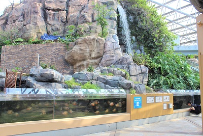 ピラニア水中フィーディング