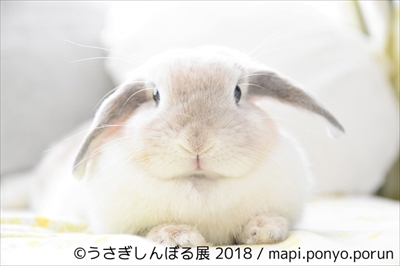 うさぎしんぼる展