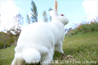 うさぎしんぼる展