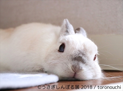 うさぎしんぼる展