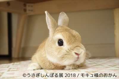 うさぎしんぼる展