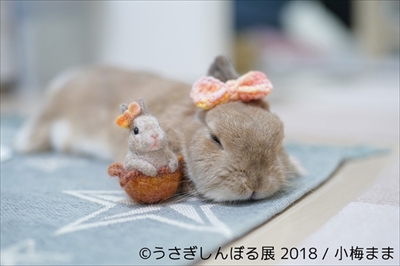 うさぎしんぼる展