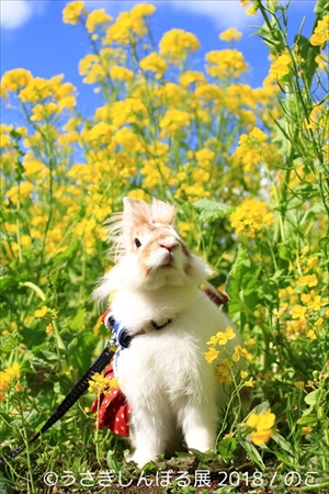 うさぎしんぼる展