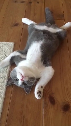 床に猫が落ちてた