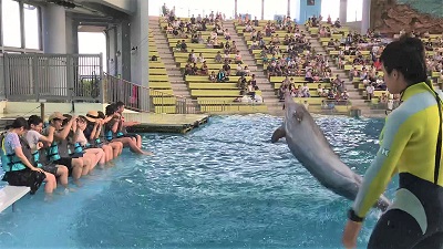 イルカショー