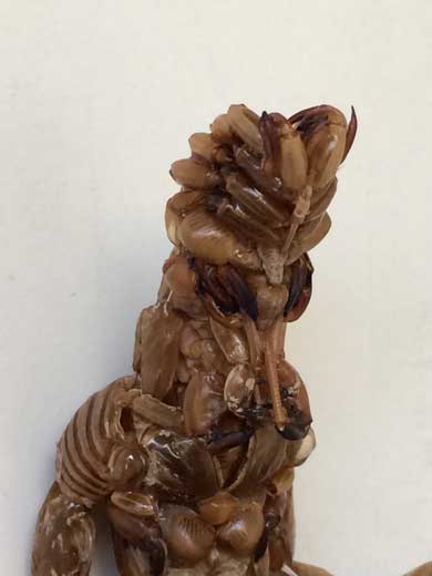 蝉 抜け殻 バルタン星人