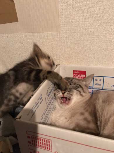 猫 パンチ バレないように パーン 顔