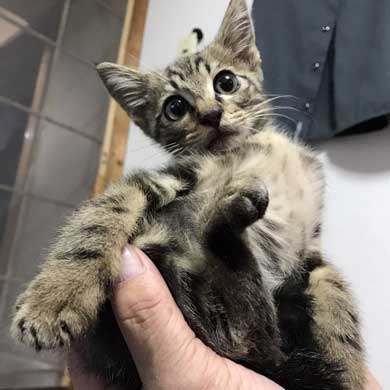 猫 パンチ バレないように パーン 顔