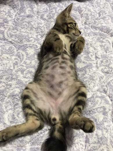 猫 パンチ バレないように パーン 顔