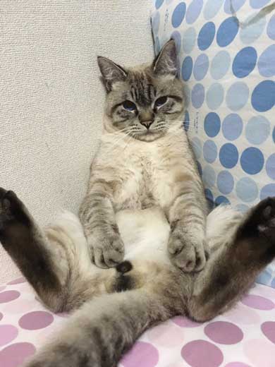 猫 パンチ バレないように パーン 顔