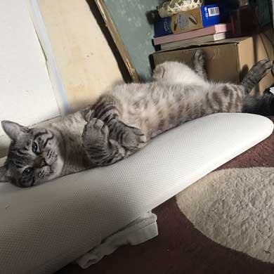 猫 パンチ バレないように パーン 顔